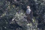 Sept-23-2025 Fish Eagle in trees- copy.jpg Sept-23-2025 Fish Eagle in trees- copy.jpg