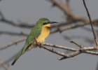 Sept-23-2025 Little Bee Eater.jpg Sept-23-2025 Little Bee Eater.jpg