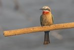 Sept-23-2025 Ruby Throated Bee Eater.jpg Sept-23-2025 Ruby Throated Bee Eater.jpg