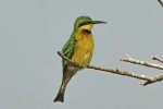 Sept-23-2025 White fronted Bee Eater.jpg Sept-23-2025 White fronted Bee Eater.jpg