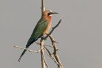 Sept-23-2025-White Fronted Bee Eater.jpg