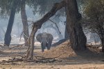 Sept-24-2025 Elephant in the Blue Forest-Mana Pools.jpg Sept-24-2025 Elephant in the Blue Forest-Mana Pools.jpg
