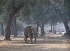 Sept-24-2025 Elephant Walking in the Blue Forest.jpg Sept-24-2025 Elephant Walking in the Blue Forest.jpg