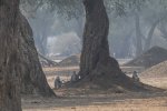 Sept-24-2025 Vervet monkeys in the Blue Foprest Mana Pools.jpg