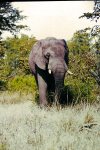 2138 Bull Elephant.jpg