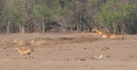 Sept-25-2025 Impalas running.jpg