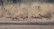 Sept-25-2025 Four Impalas Running.jpg