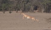 Sept-25-2025 Impala inmid air leap.jpg Sept-25-2025 Impala inmid air leap.jpg