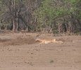 Sept-25-2025 Impala leaping-3.jpg Sept-25-2025 Impala leaping-3.jpg