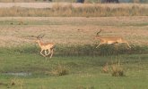 Sept-25-2025 Impalas Airborne.jpg Sept-25-2025 Impalas Airborne.jpg