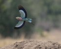 Sept-25-2025 Lilac Breast Roller in Flight.jpg Sept-25-2025 Lilac Breast Roller in Flight.jpg