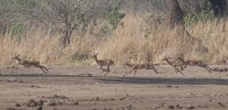 Sept-25-22025 Five Impalas Running.jpg