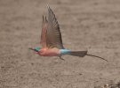 Sept-26-2025 Carmine Bee Eater in flight.jpg Sept-26-2025 Carmine Bee Eater in flight.jpg