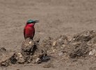 Sept-26-2025 Carmine Bee Eater looking left on elephant dropping.jpg Sept-26-2025 Carmine Bee Eater looking left on elephant dropping.jpg