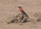 Sept-26-2025 Carmine Bee Eater sitting on elephant dropping.jpg Sept-26-2025 Carmine Bee Eater sitting on elephant dropping.jpg