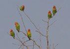 Sept-26-2025 Lovebirds on a tree copy.jpg Sept-26-2025 Lovebirds on a tree copy.jpg