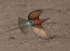 Sept-26-2025 Carmine Bee Eater flying.jpg Sept-26-2025 Carmine Bee Eater flying.jpg