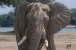 Sept-26-2025 Elephant close up face at Zambezi River.jpg