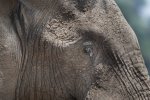 Sept-26-2025 Elephant Eye close up.jpg