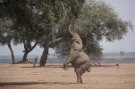 Sept-26-2025 Elephant on hind legs reaching for seed pod.jpg