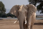 Sept-26-2025 Full Elephant Head-Zambezi.jpg