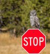 great-grey-owl-perched-stop-sign-staring-to-camera-yellowstone-national-park-185418749-2923559...jpg great-grey-owl-perched-stop-sign-staring-to-camera-yellowstone-national-park-185418749-2923559...jpg