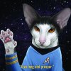 Cat11.jpg