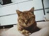 cat Facepalm.gif