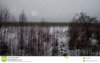winter-swamp-berezensky-zapovednik-belarus-85558300.jpg