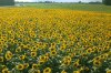 Sunflower 1.jpg