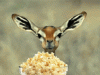 giphy (1).gif