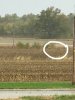 Deer in the field!.jpg