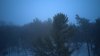DuncansWoodsFog1.jpg
