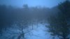 DuncansWoodsFog2.jpg