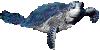 IMG_3220.gif