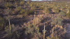 Cactus.gif