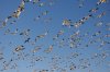 snowgeese 029.jpg