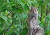 Chipmunk 1 - R 400.jpg