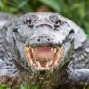 crock.jpg