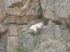 Goat on cliff (2).JPG