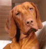 576A6A0C-7C06-4575-B876-1472B4D391B0.gif