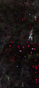 Screen Shot 2017-02-02 at 3.10.01 PM.png