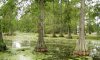 Bald_Cypress_page_image.jpg