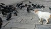 cat.jpg
