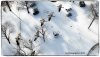 Lucian_Bartosik_Copyright_2019_Canada_Geese_1_Web_FLY.jpg