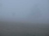 Fog_002.jpg