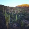 saguaro.jpg