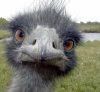 ostrich-head.jpg