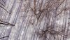 Grey County - Trees and Winter Shadows - Feb 17 2019.jpg