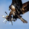 Eagle with Drone....jpg